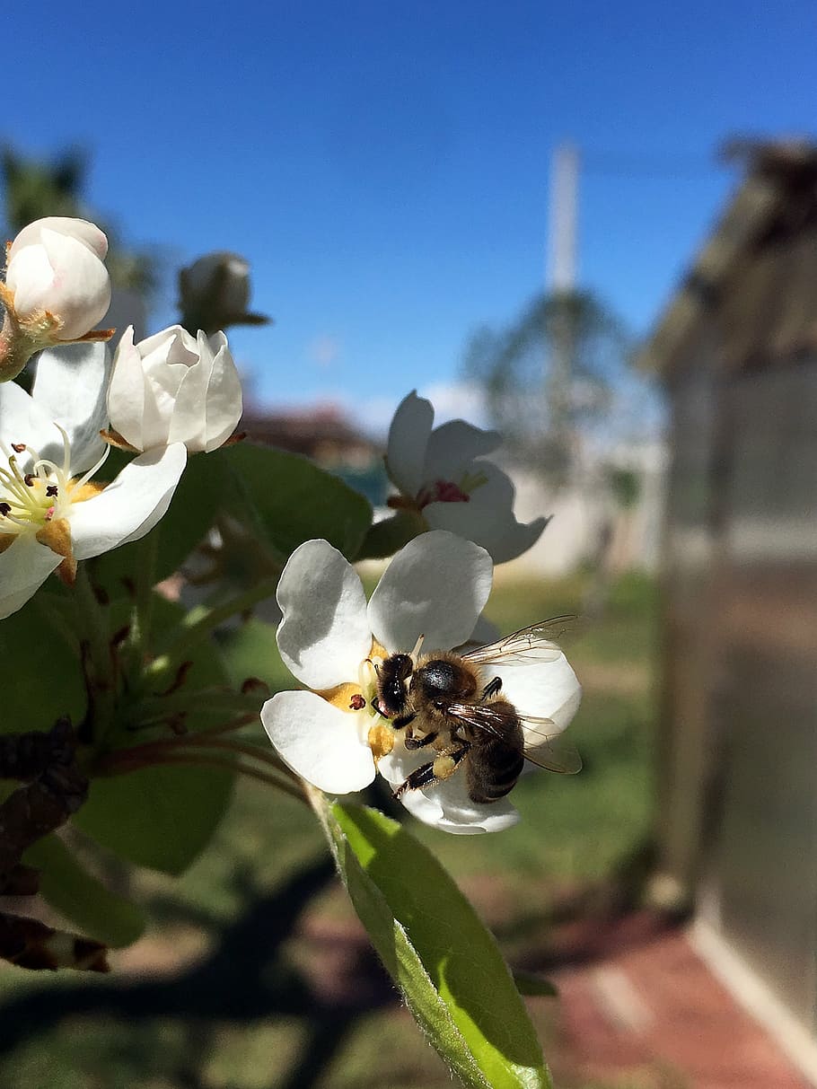 abelha, flor, primavera, luz do sol, pólen, flores, abelhas para obter néctar, natureza, abelhas, polinização