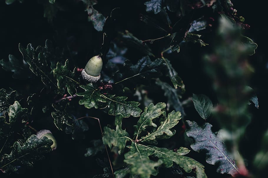 acorn, branch, leaves, tree, outdoors, food and drink, day, leaf, nature, food