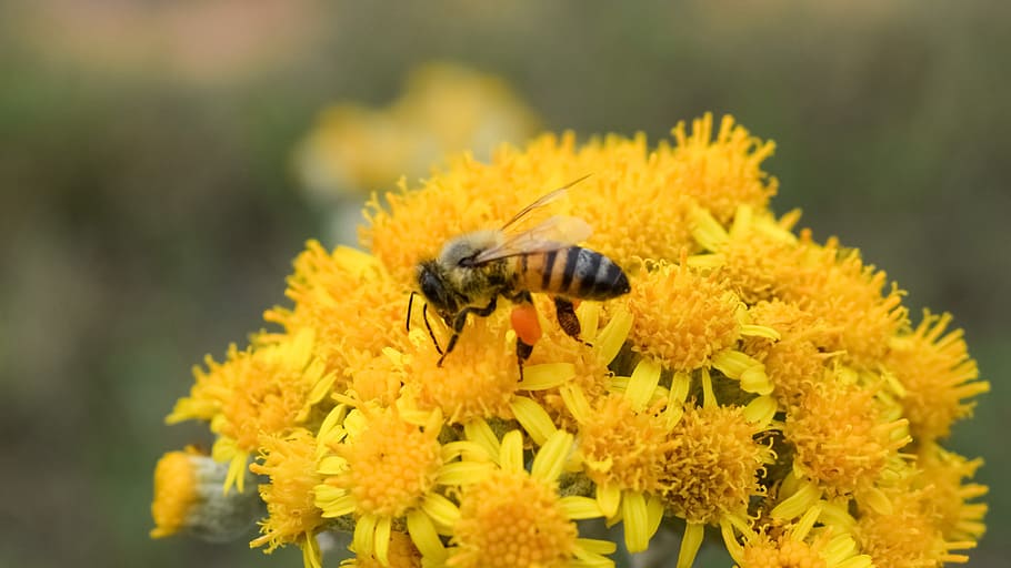 ミツバチ止まった, クローズアップ写真, 受精, 蜂, 花, 黄色, 春, 自然, 昆虫, 動物
