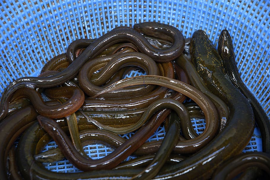 several, eels, basket, eel, fish, fresh water, animals, not scaly, indoors, close-up