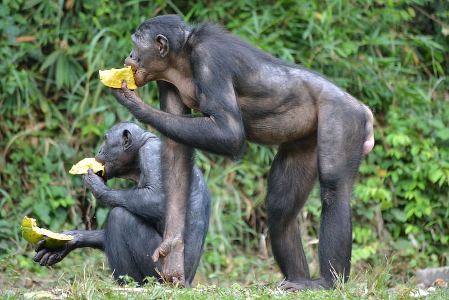 bonobo, primate, ape, lola ya bonobo, congo, kinshasa, africa, nature, pan paniscus, wildlife