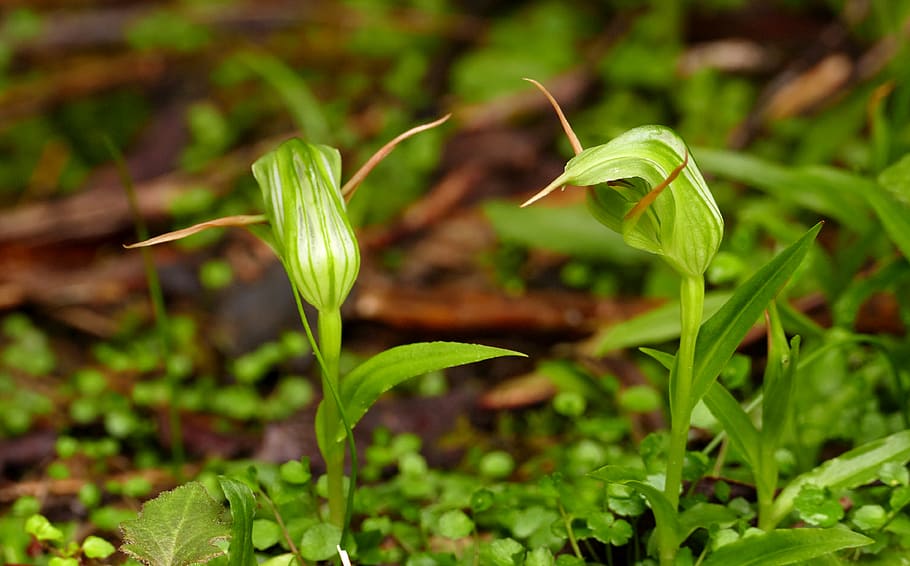orchids, Pterostylis, species, green grass, growth, plant, green color, plant part, leaf, close-up