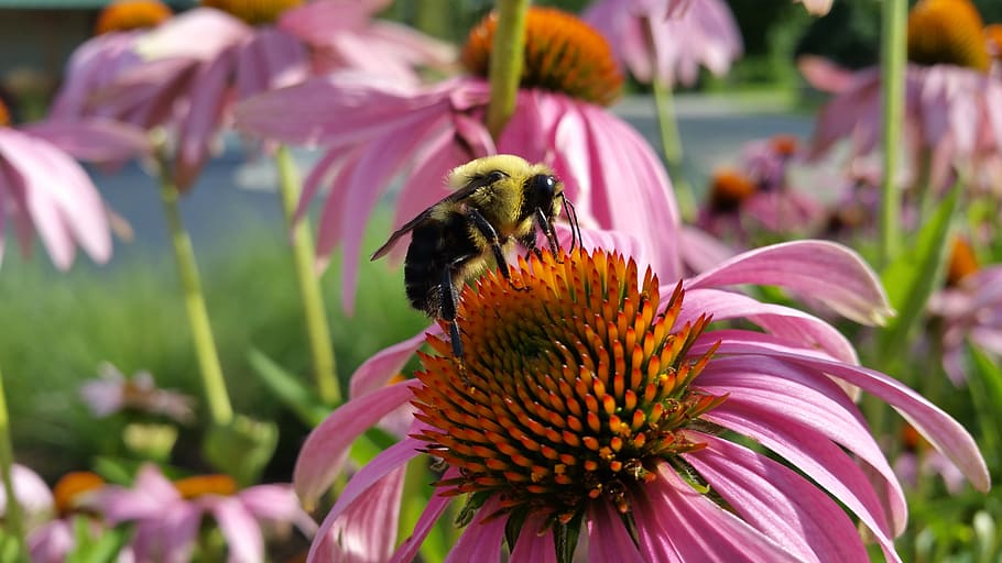 selektif, fotografi fokus, lebah, bertengger, merah muda, bunga petaled, coneflower, serangga, coneflower ungu berdaun sempit, blacksamson echinacea