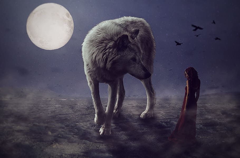 woman, gray, wolf, nighttime, wolves, mammal, nature, wildlife, outdoors, fantasy