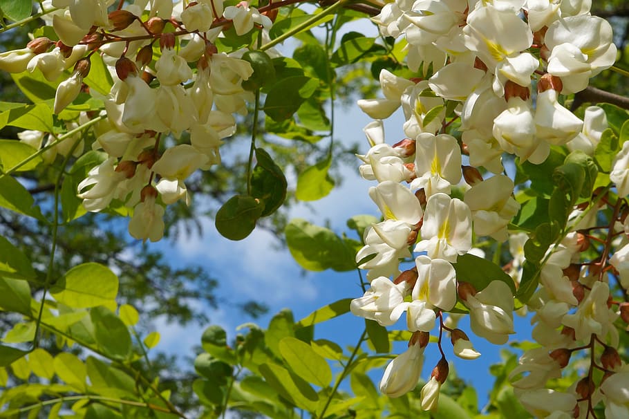 green, leaved tree, white, flowers, sunny, sky, acacia, blooms at, inflorescence, wood