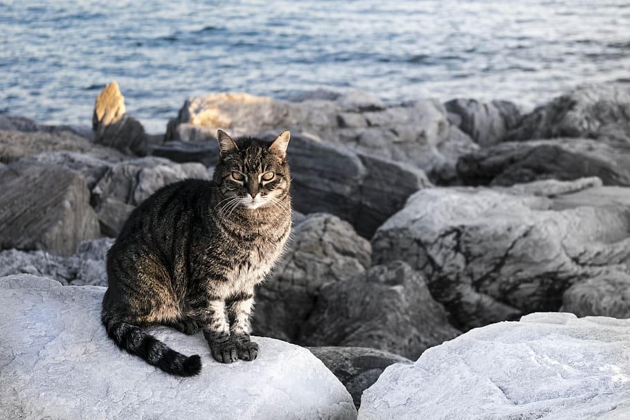 Gato, Mira, Mascota, Gratis, Observando, Mar, rocas, gato doméstico, un animal, temas de animales