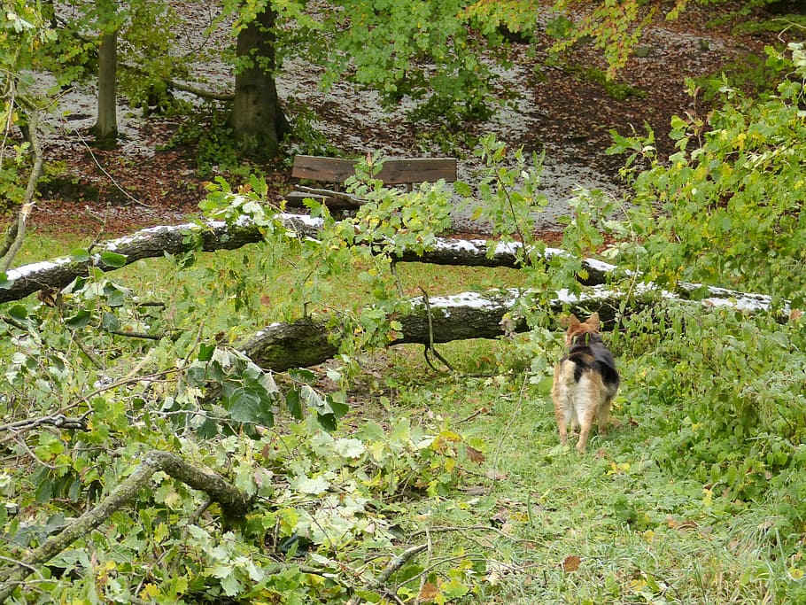 forest, tree, destroyed, damaged, nature, landscape, devastation, damage, forward, dog