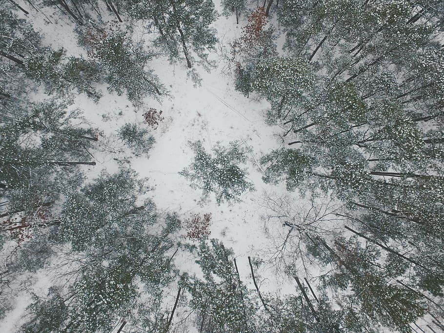 birds eye view, forest, covered, snow, nature, landscape, winter, cold, weather, trees