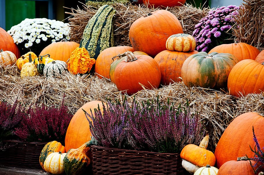 labu, musim gugur, sayuran, ornamen, dekoratif, labu kuning, labu oranye, makanan dan minuman, makanan, sayur-sayuran