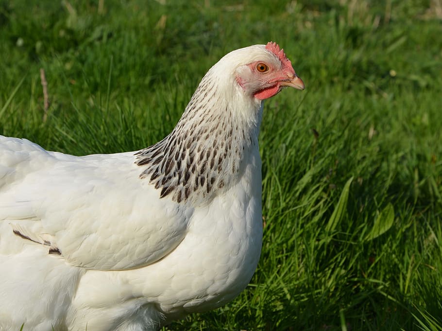 hen, laying hen, domestic animal, laying hens, field, garden, pretty, beak, hen sussex, animal themes