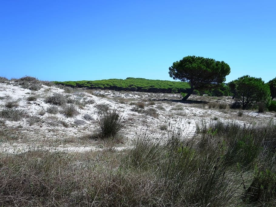Paisaje de dunas, la playa de Budoni, Cerdeña, Italia, planta, cielo, árbol, tranquilidad, escena tranquila, cielo despejado