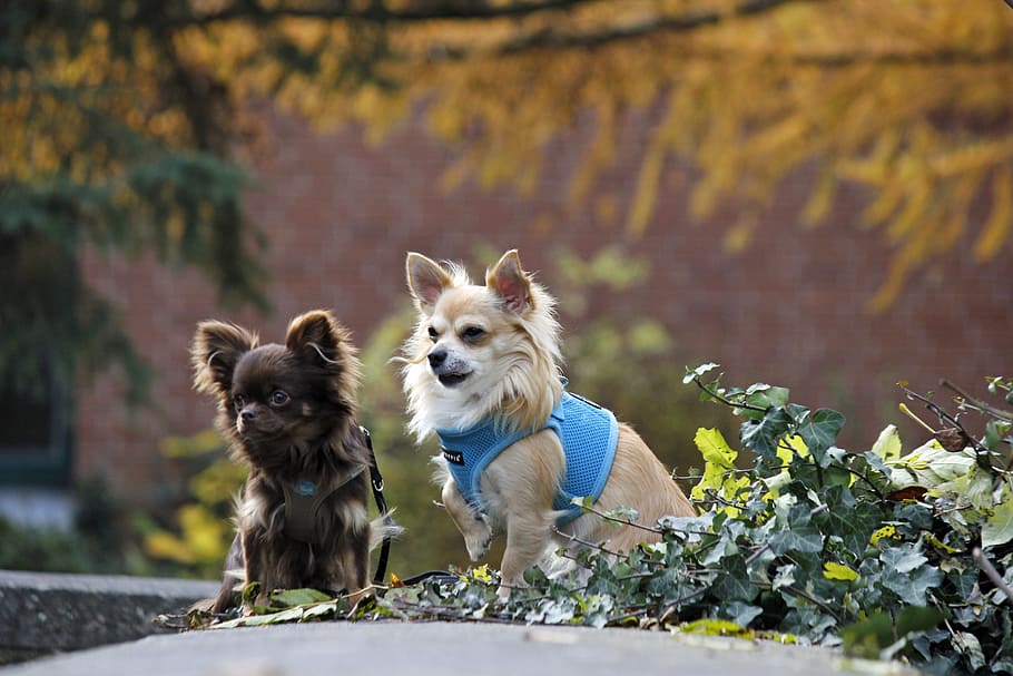 Two Dogs, Pet, Friends, Nature, purebred dog, chihuahua, small dog, autumn, ivy, dog