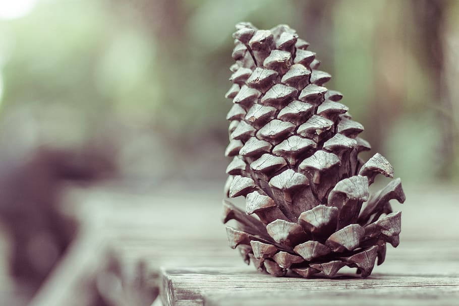 pinecone, conifer, reproduction, pollen, woody, focus on foreground, pine cone, close-up, nature, plant