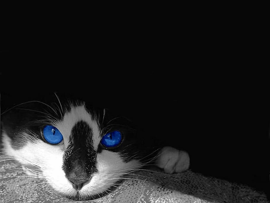 Cat, Face, Portrait, Pet, Blue, Eyes, blue, eyes, domestic, tuxedo, black
