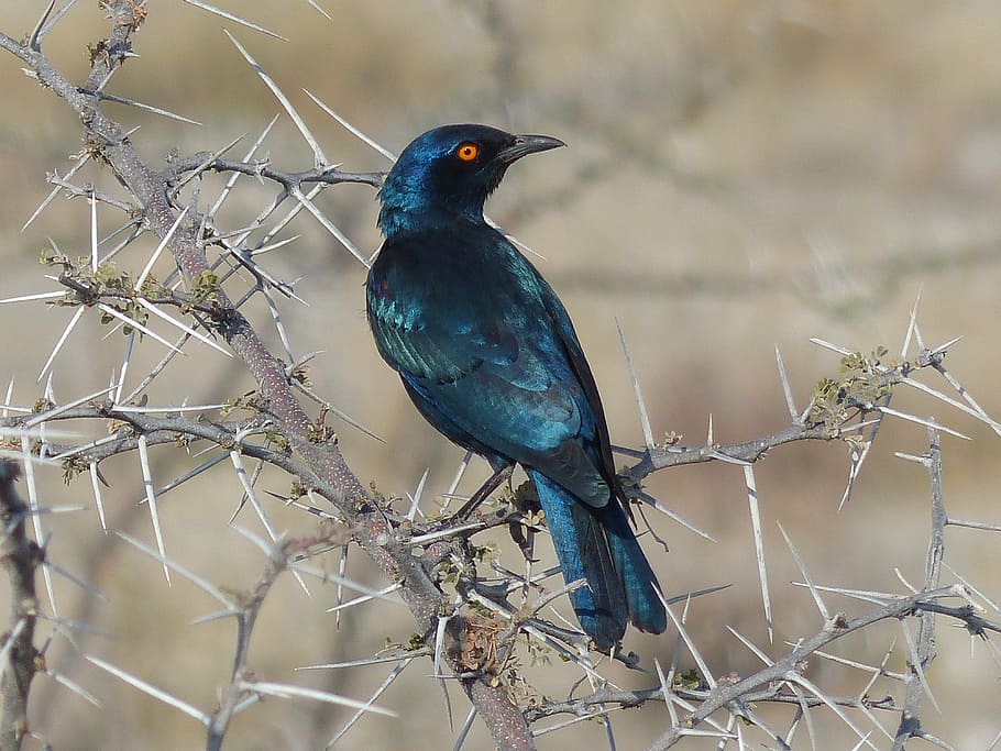 glossy-starling, bird, namibia, etoshapfanne, star, nature, wildlife, animal, blue, vertebrate
