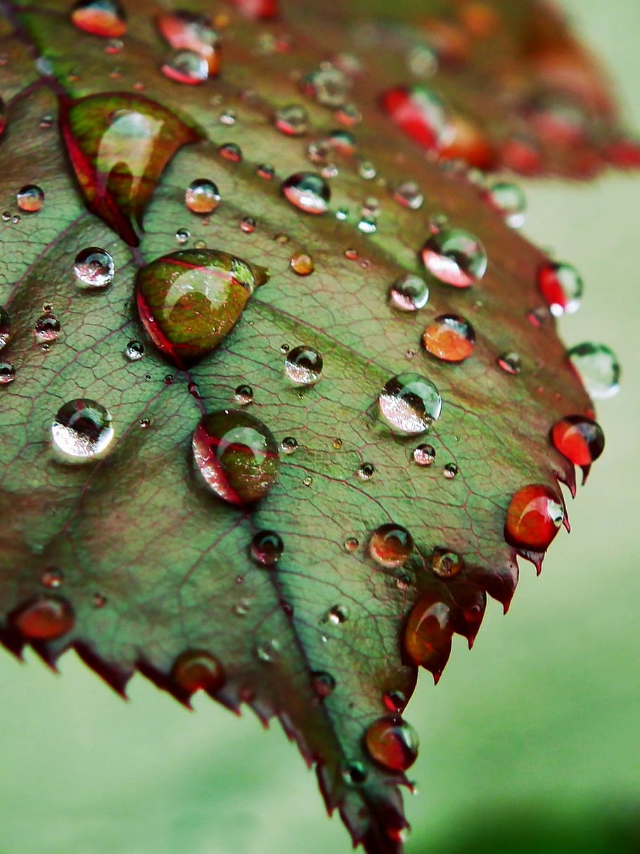 close, photography, green, leaf, water dew, drops, water, macro, nature, rain