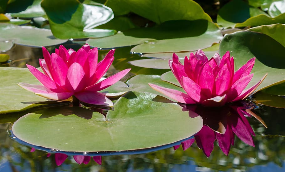 pink, lotus flowers, bloom, daytime, lily, water, pond, water lily, flower, lotus