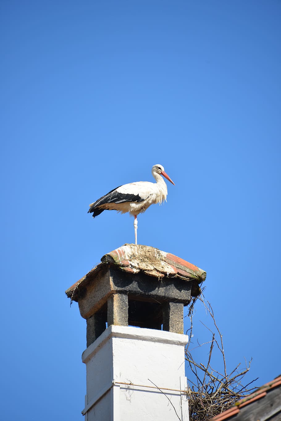 Rattle, Stork, Fireplace, Bird, rattle stork, animal, roof, brick, roofing, animal Nest