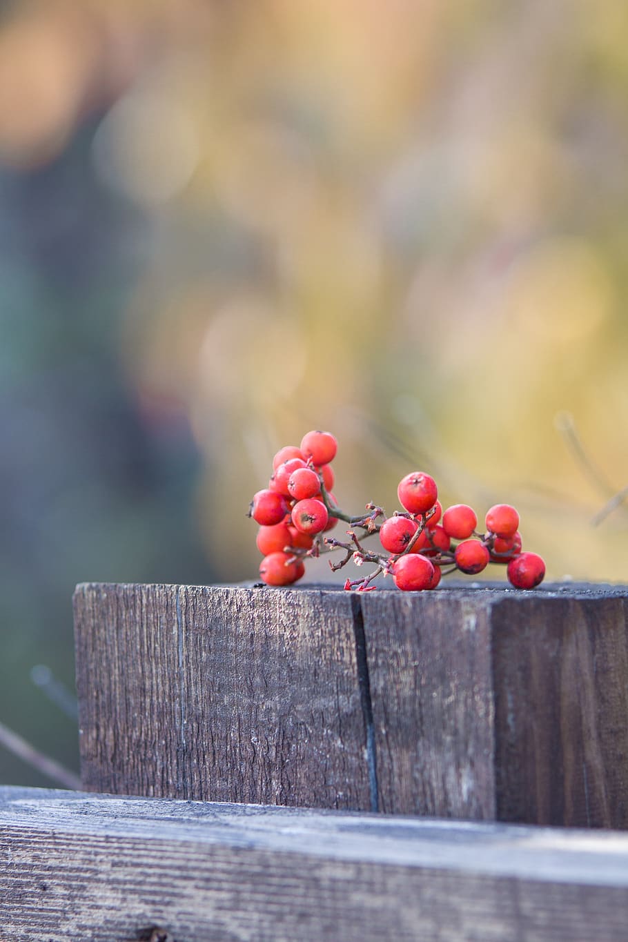 rowan, cluster, autumn, branch, berry, red, fence, village, nature, plant