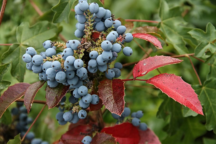 selective-focus photography, blue, berries, mahogany, barberry, berberis aquifolium, mahonia ×media, bush, evergreen, state flower