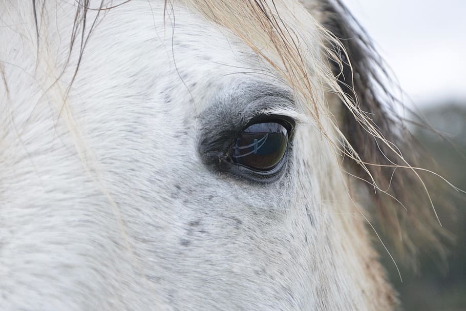 kuda, mata kuda, di sebelah kuda, warna kuda putih, alam, pra, padang rumput, hewan, kepala kuda, mata