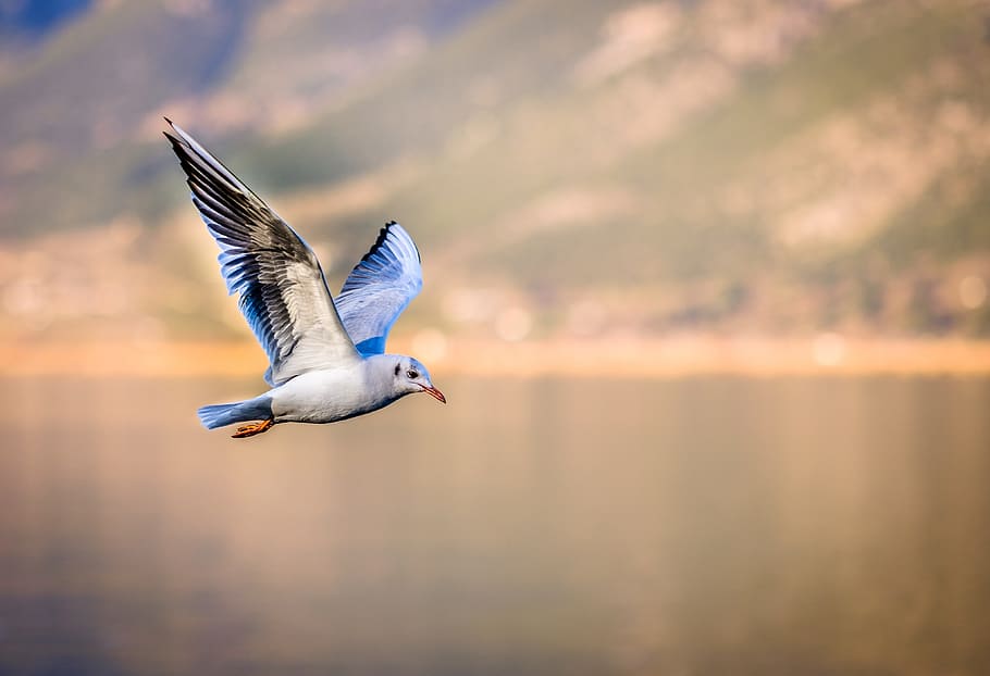 blue, white, bird, flying, lake, seagull, i'm flying, marine birds, puffin, birds