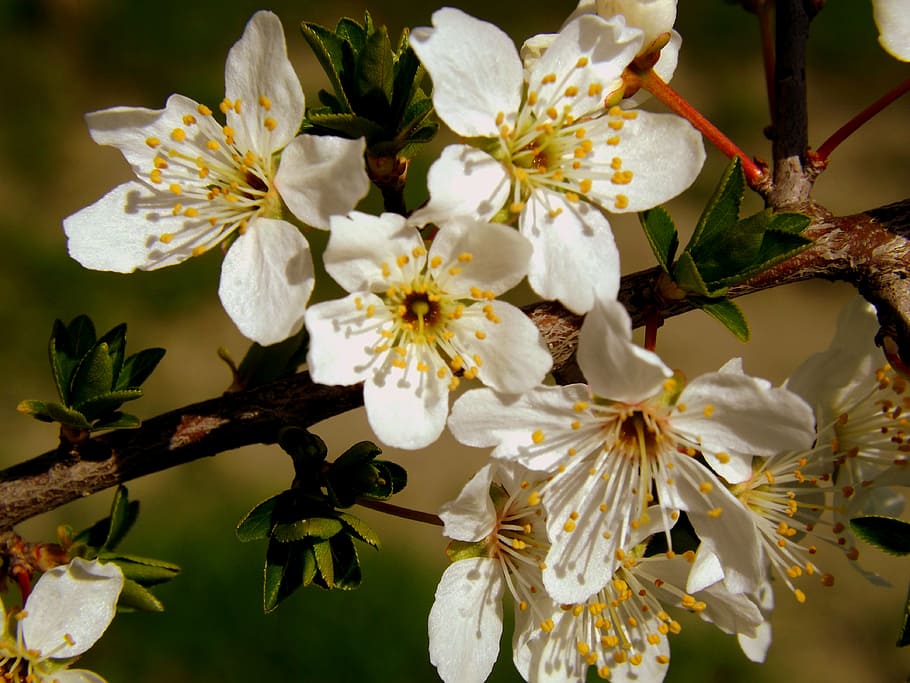 primavera blanca, casey, Flor, planta floreciendo, planta, belleza en la naturaleza, fragilidad, crecimiento, frescura, primer plano