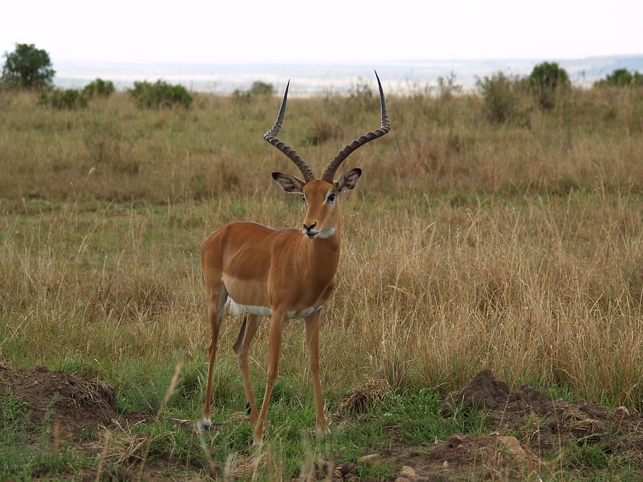 Africa, Wild, Nature, wildlife, safari Animals, antelope, animals In The Wild, impala, animal, national Park