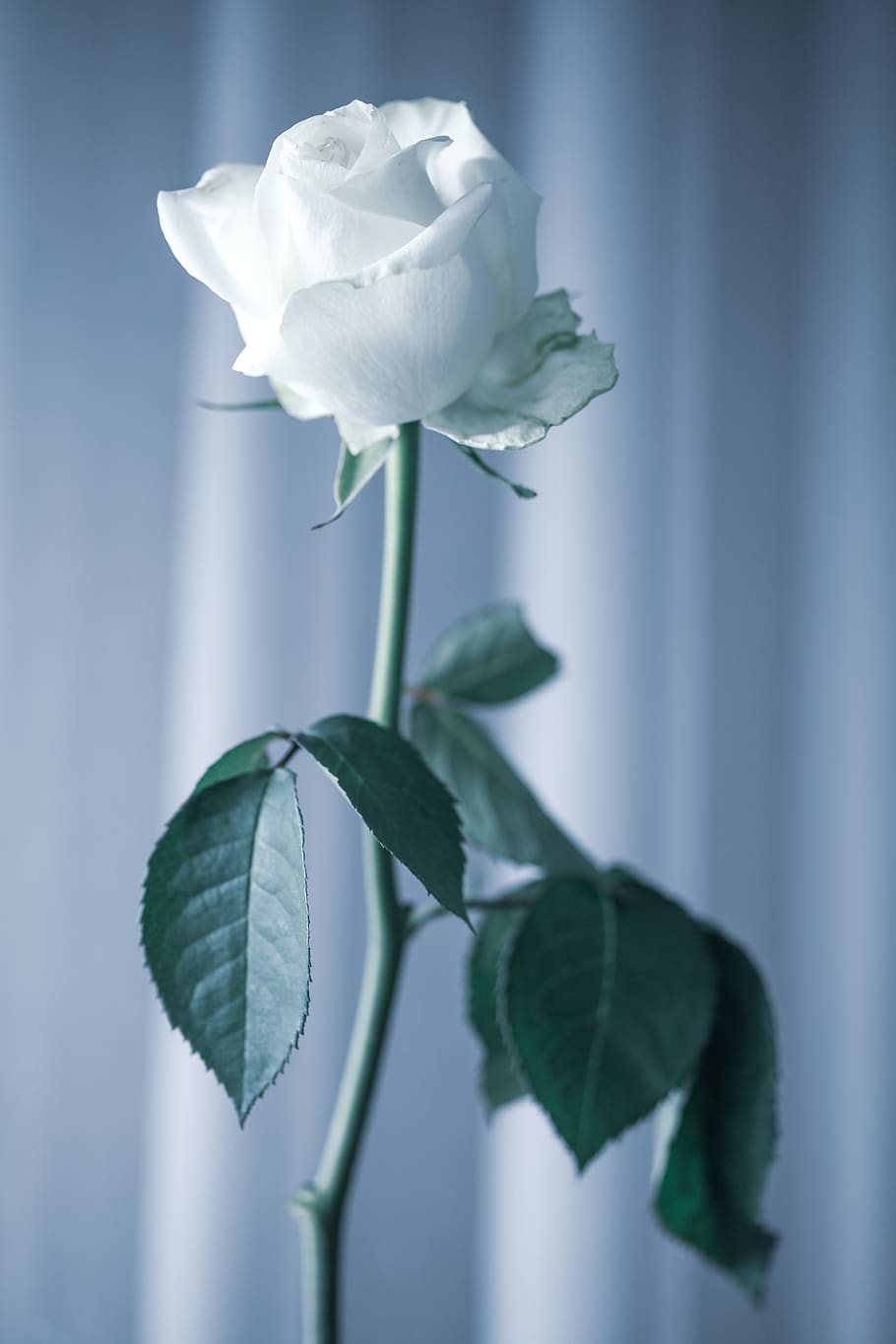 rose, transience, mourning, cold, past, romance, antique, romantic, beauty in nature, plant