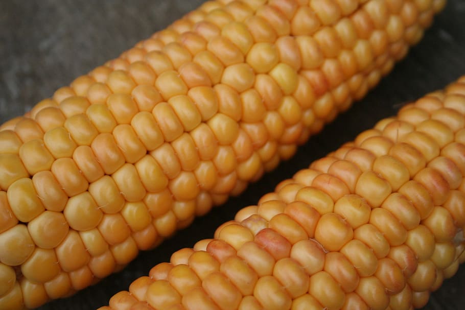 maíz en la mazorca, maíz, oro, naranja, amarillo, naturaleza, verdura mais, cereales, maíz dulce, granos de maíz