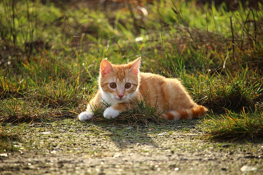 사진, 주황색, 얼룩 무늬가, 고양이 새끼, 잔디, 고양이, 붉은 고등어 얼룩 무늬가, 빨간 고양이, 어린 고양이, 고등어