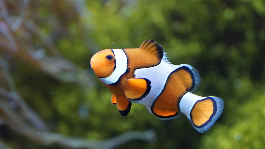 selective, focus photo, clown fish, clownfish, anemonefish, fish, sea, nemo, orange, white