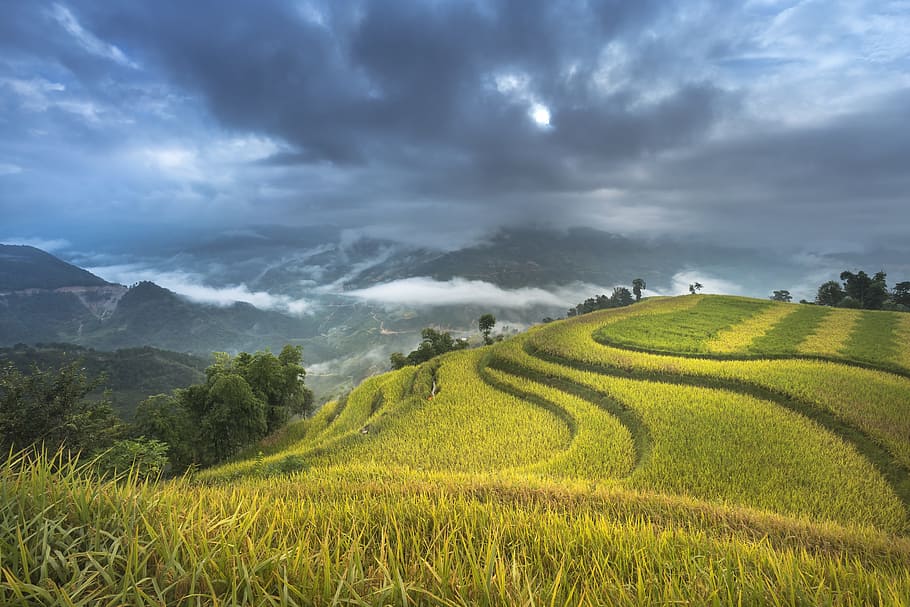 green, wheat field, cloudy, sky, daytime, vietnam, terraces, rice, silk, the cultivation