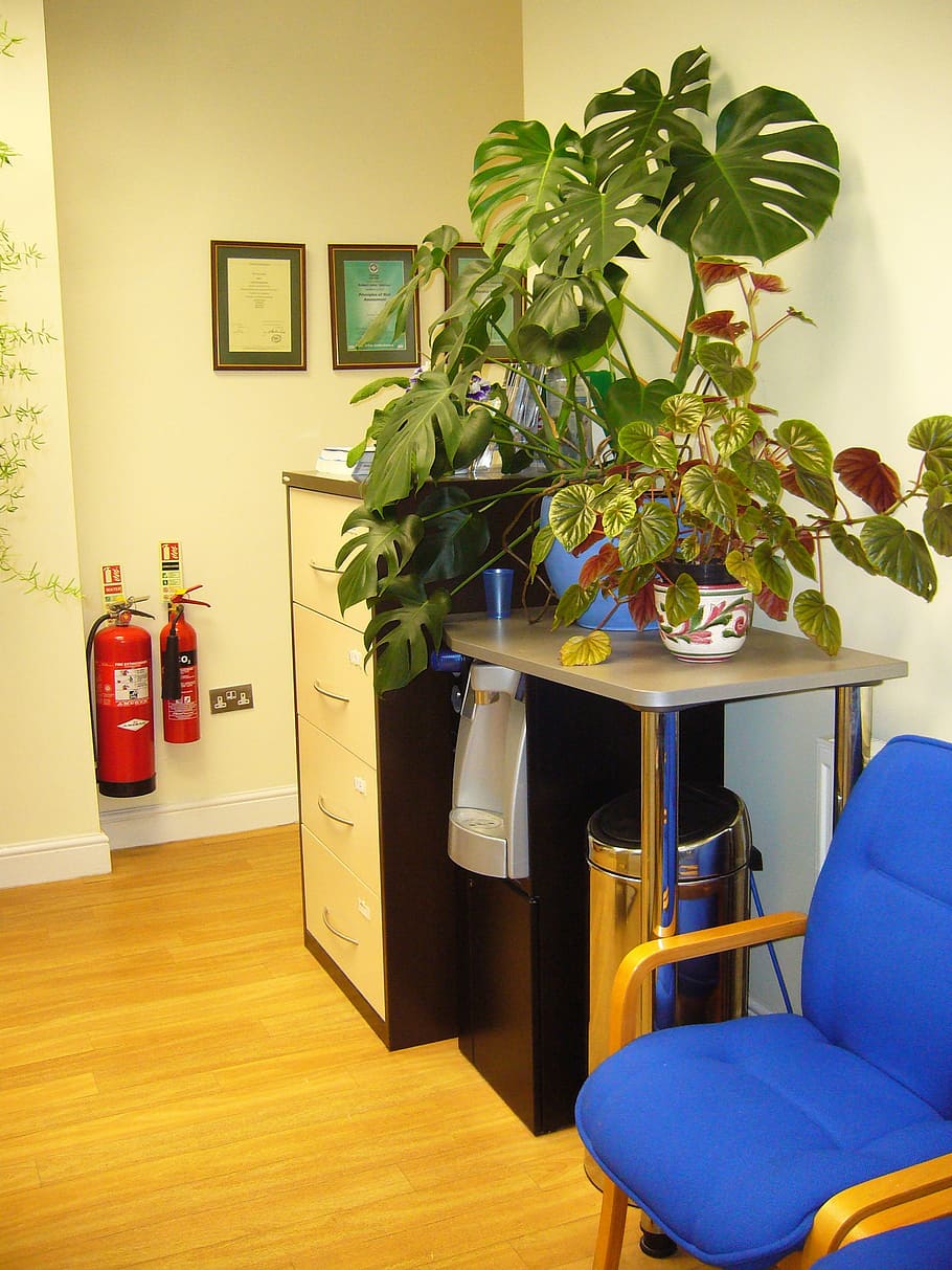 Waiting Area, Chairs, Indoor, Plants, indoor plants, waiting room, indoors, chair, domestic room, plant