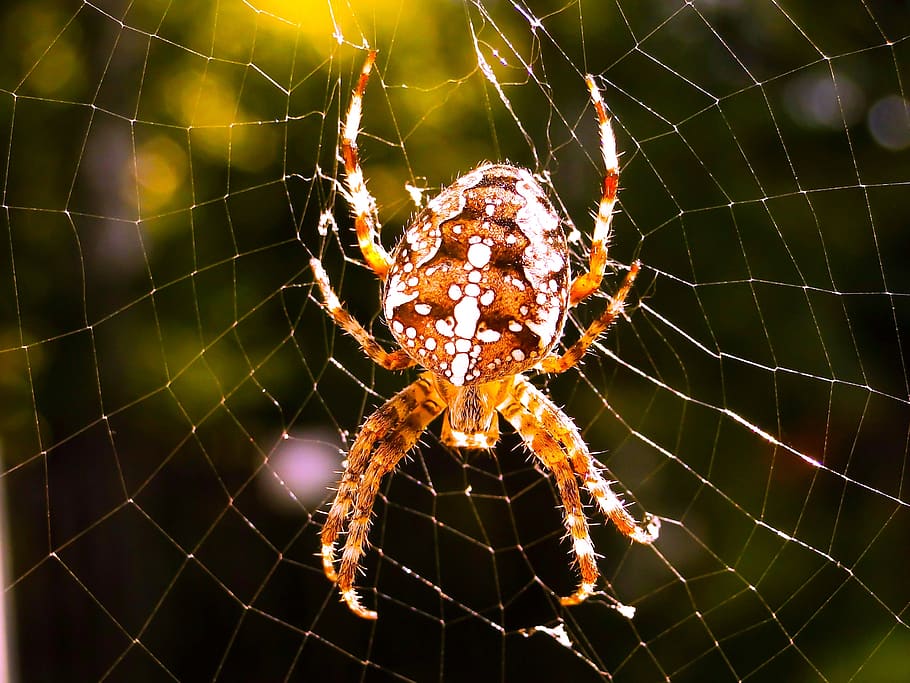 spider, arachnid, spider's web, cobweb, insect, invertebrates, crusader garden, female, the fear, phobia