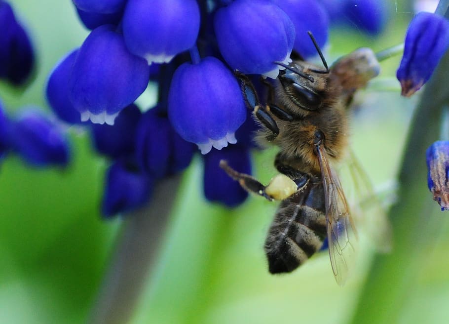 bee, always, muscari, pollen, spring, nature, blossom, bloom, violet, garden