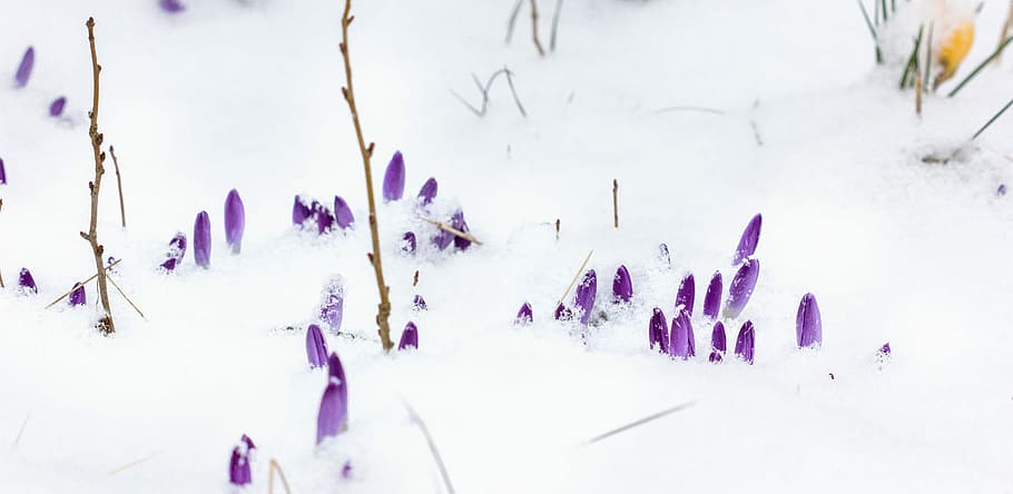 early bloomer, nature, background, winter, snow, season, cold, frost, frosty, purple