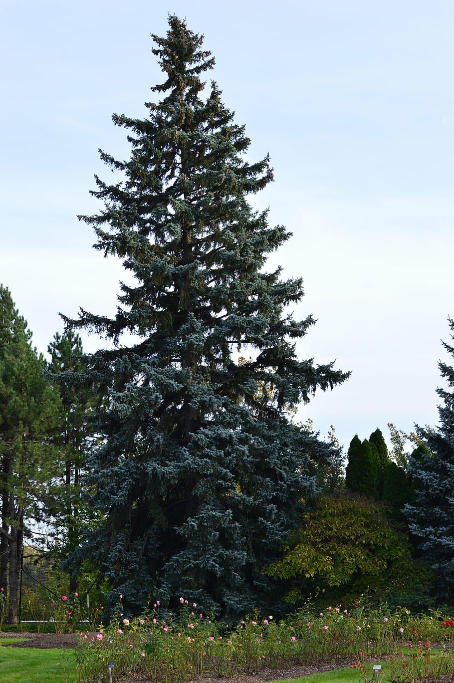 tree, spruce, evergreen, fir, pine, christmas, holiday, branches, nature, park