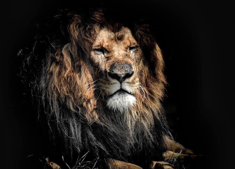 old, age, lion, wildlife, rough, black, background, animals, wise, one  animal | Pxfuel