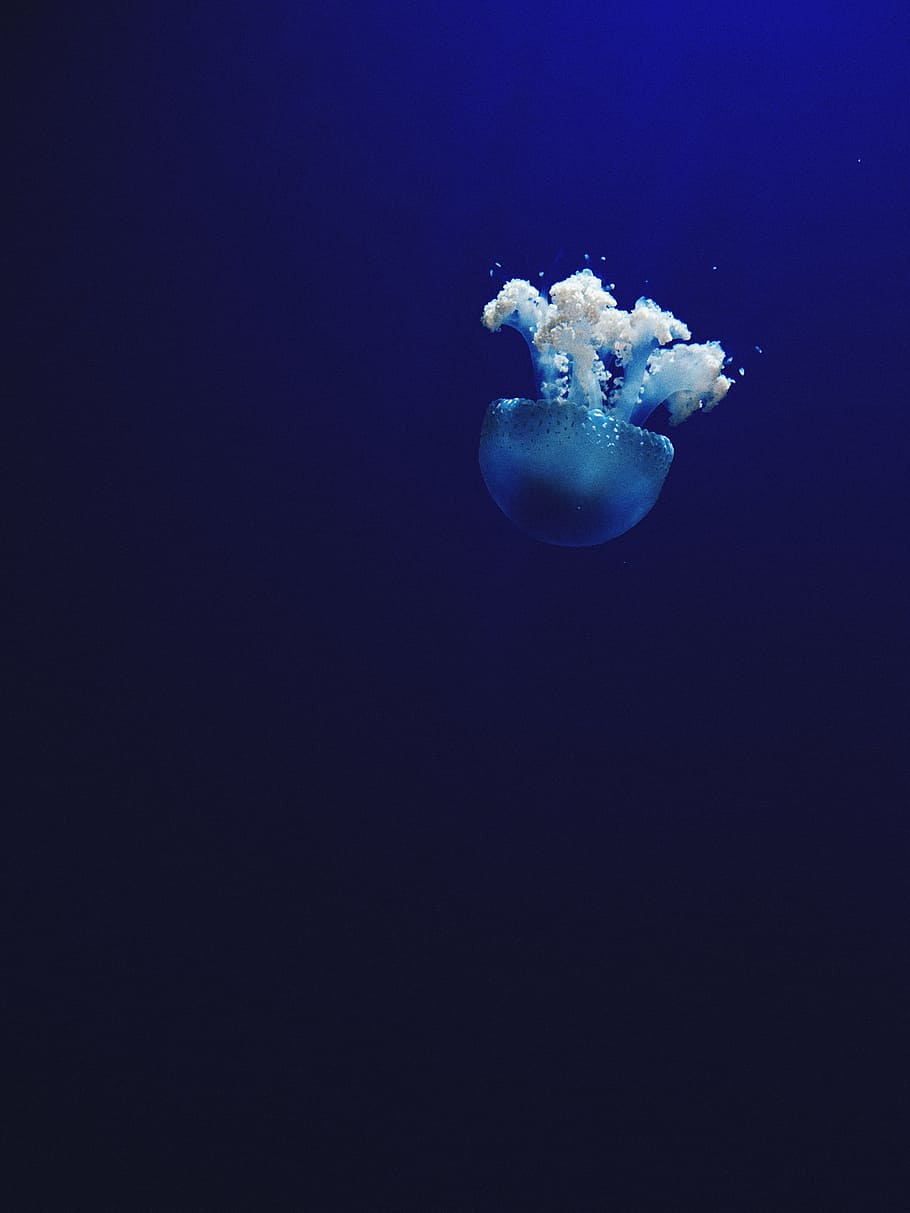海 水 青 クラゲ 水生 水中 海の生物 海洋 水泳 動物テーマ Pxfuel