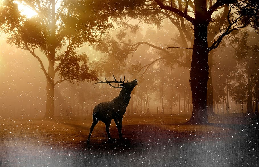 brown, moose, trees wallpaper, forest, hirsch, wild, sunset, lighting, snowflakes, tree