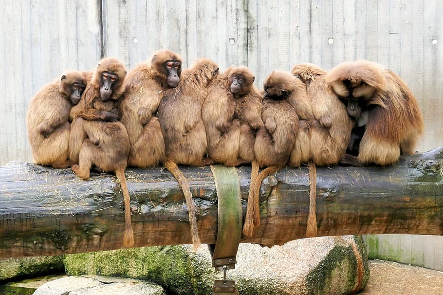 zoológico, mono, animal, mundo animal, mamífero, peludo, primates, juntos, familia, äffchen