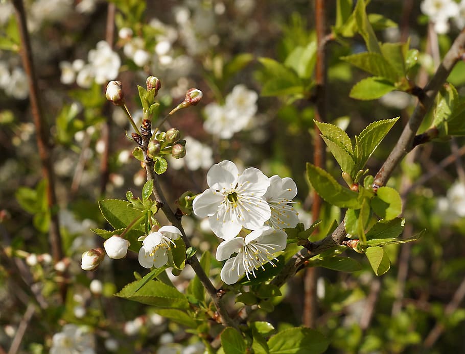 桜 花 日本人 木 日本の桜 白い花 春 小柄 白い色 自然 Pxfuel