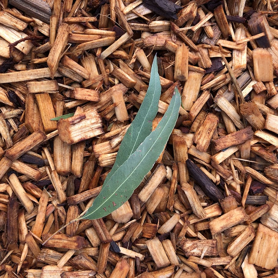 eucalyptus, leaves, leaf, contrast, wood chips, gum, plant part, nature, close-up, high angle view