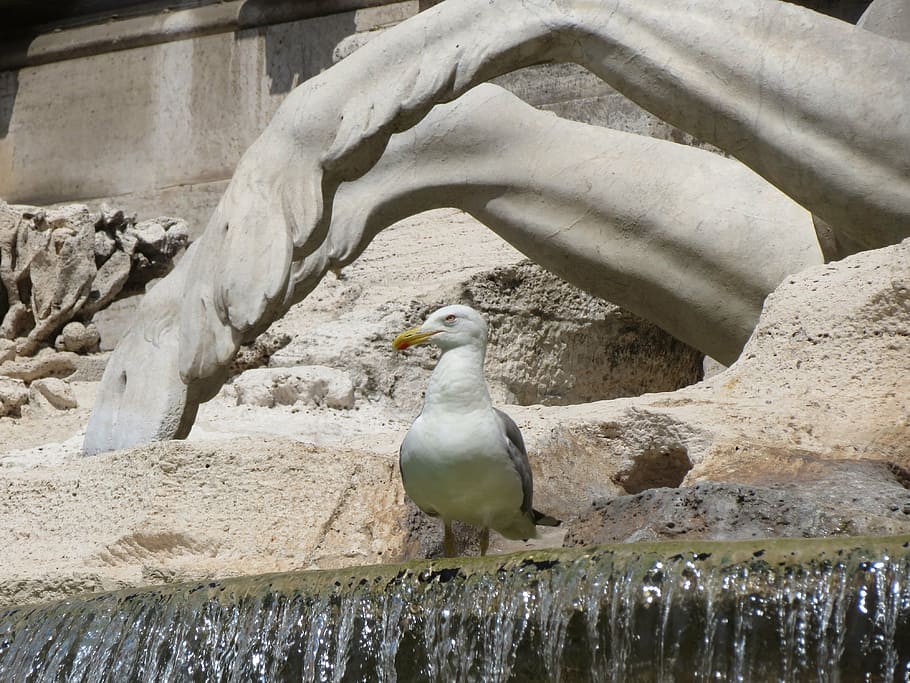 fontana, di, trevi, trevi fountain, rome, italy, seagull, bird, animal, nature