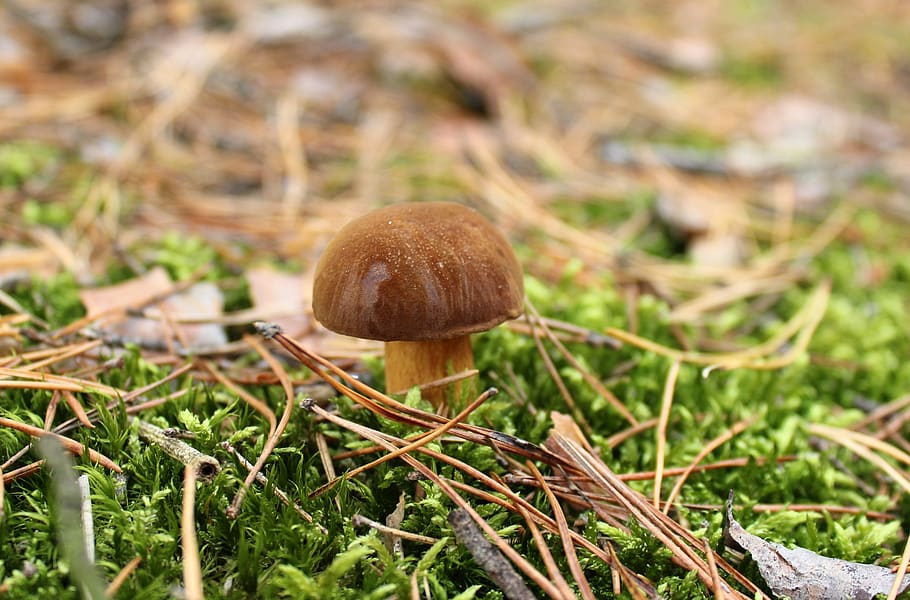 mushroom, forest, chestnut boletus, autumn, mushrooms, hat, nature, brown, figure, in the fall