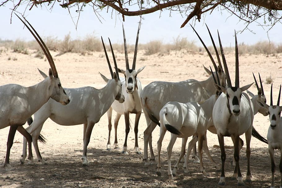 arabian oryx, antelope, wildlife, shade, nature, mammal, wild, animal, wilderness, horns