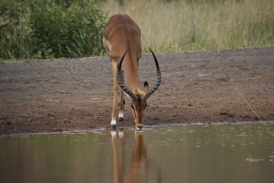 impala, red, ram, walk, horns, drink, water, hole, vulnerable, reflection