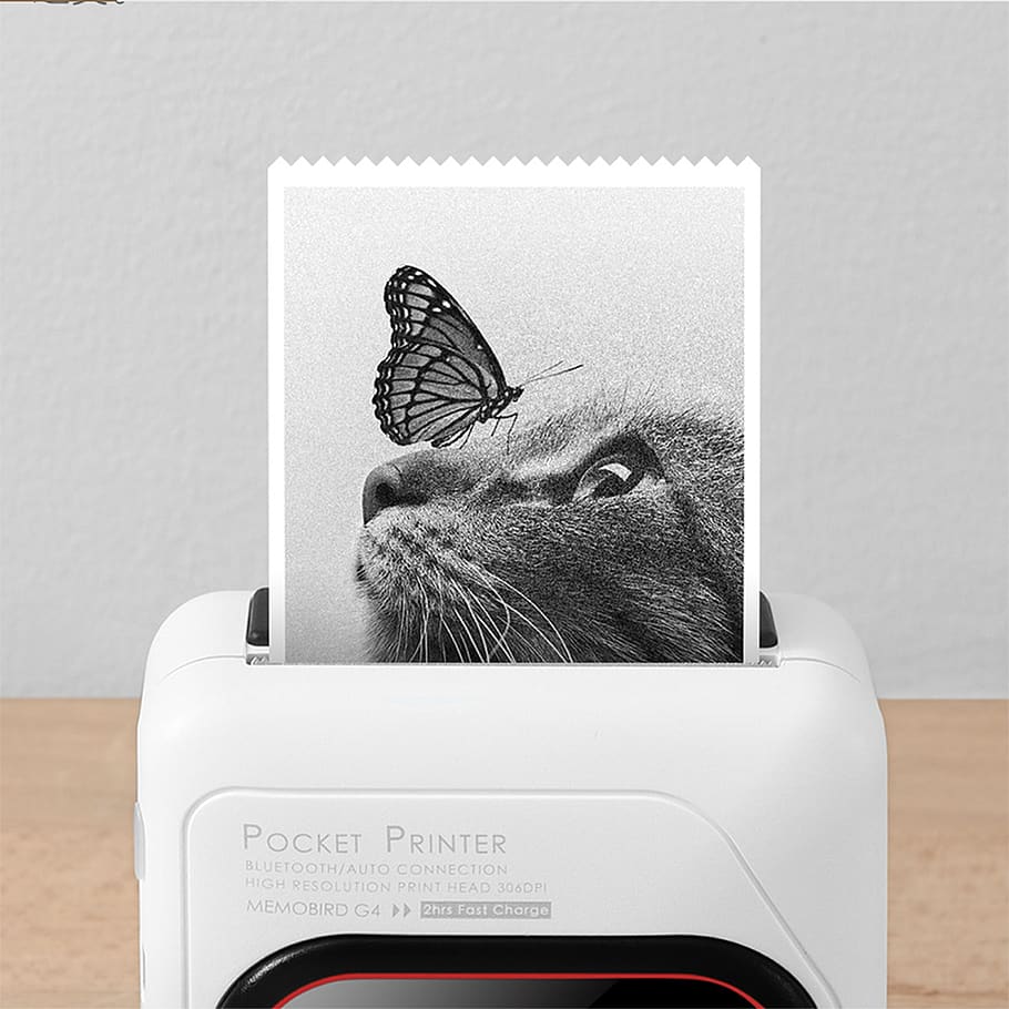 printer, memobird, g4, pocket, portable, bnw, one animal, domestic, mammal, pets