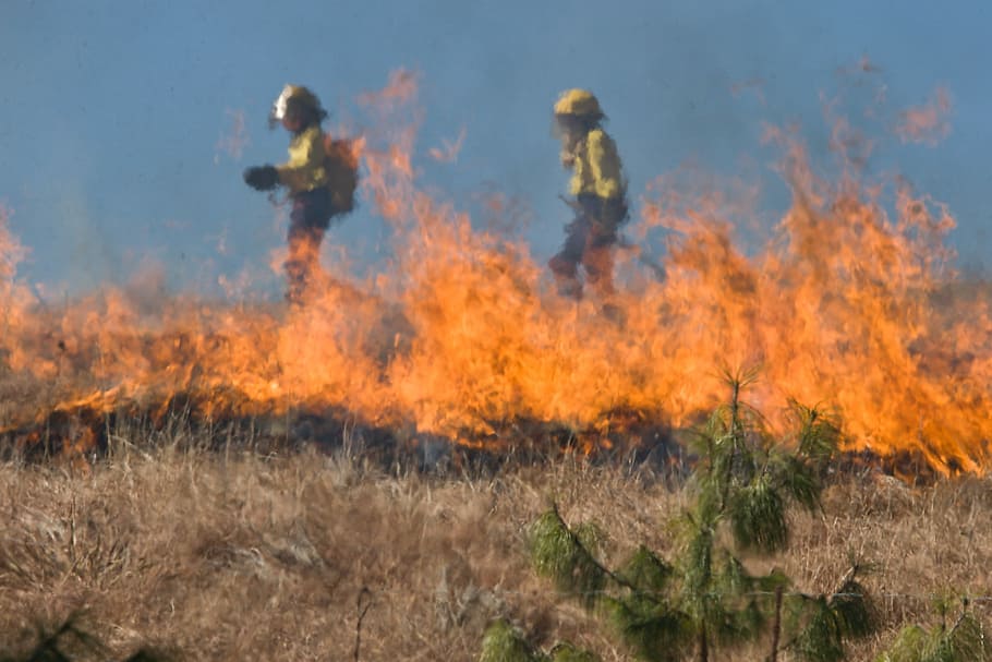 ao lado, arbustos, fogo, bombeiro, incêndio, grama, queimadura, chama, perigo, meio ambiente